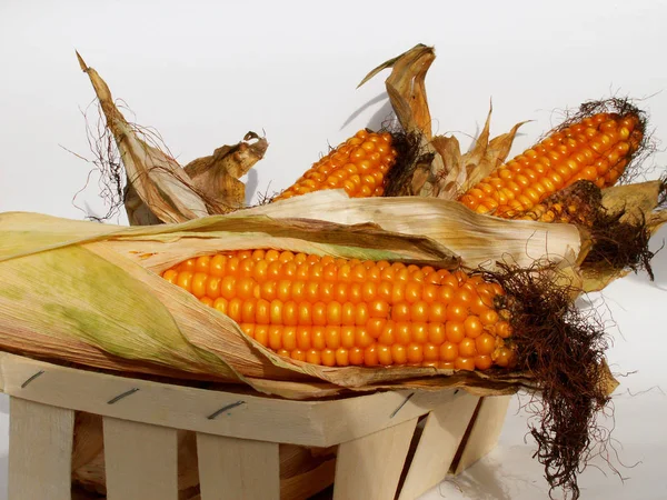 Visão Panorâmica Agricultura Foco Seletivo — Fotografia de Stock