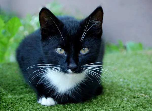 Retrato Lindo Gato — Foto de Stock