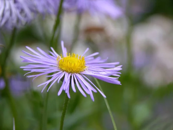 Höst Aster Mjuk Lila — Stockfoto