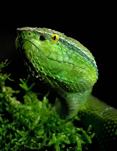 Ödledjur Tropisk Reptil — Stockfoto