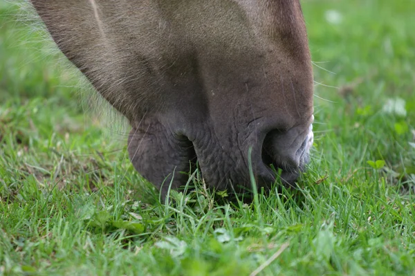 Zbliżenie Krowy Trawie — Zdjęcie stockowe