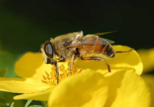 Three Pairs Legs Honeybee Specialize Whereas Pair Legs — Photo