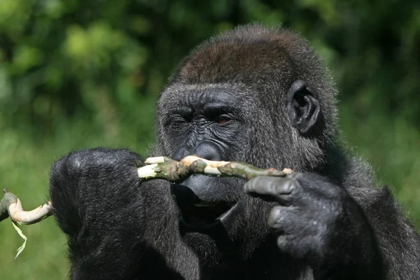 Primatentier Gorilla Affe Affe — Stockfoto