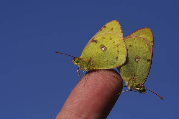 Widok Bliska Piękny Kolorowy Motyl — Zdjęcie stockowe