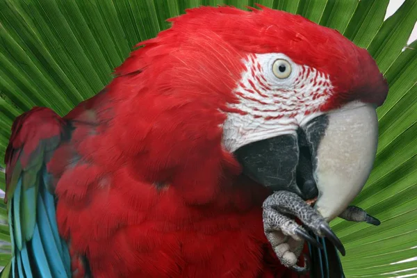 Macaw Écarlate Contrastant Avec Feuille Palmier Verte — Photo