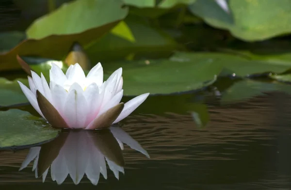 Closeup View Beautiful Water Lily — Stock Photo, Image