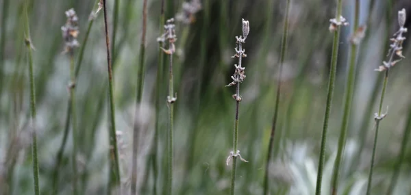 Grass Flowers Field — Stock Photo, Image