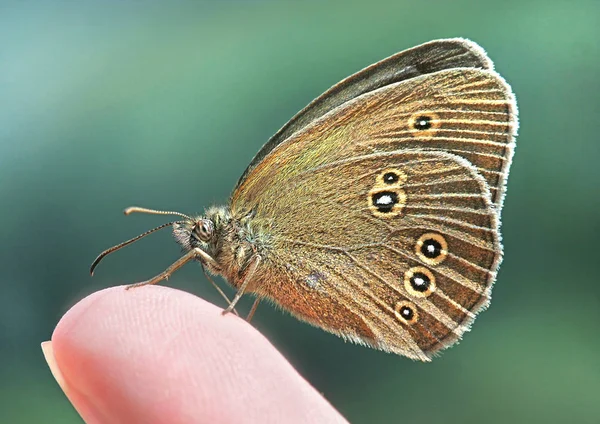 Vahşi Doğada Böceğe Yakın Çekim — Stok fotoğraf