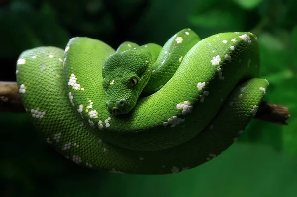 Вид Величественной Дикой Питонской Змеи — стоковое фото