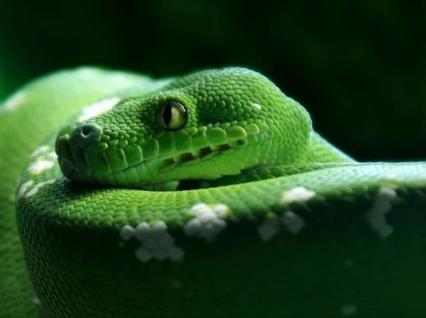 Green Tree Python Kaa — Stock Photo, Image