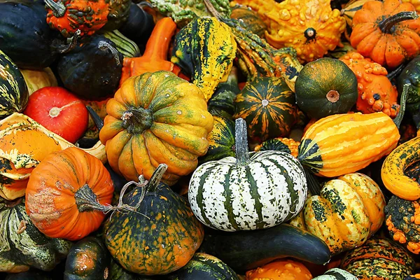 White Pumpkin Amount — Stock Photo, Image