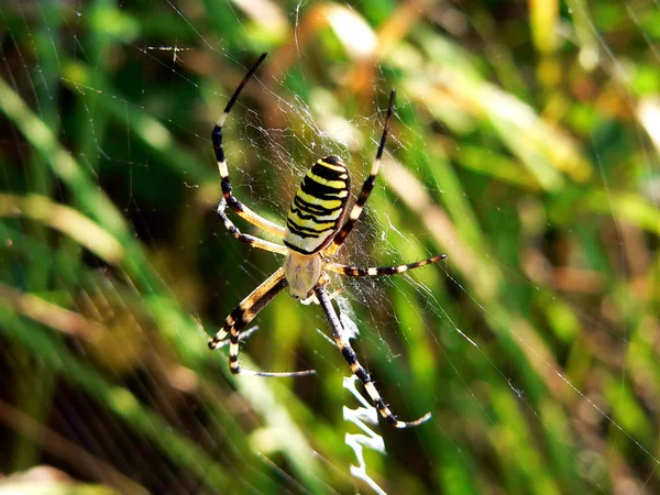 Enge Spin Insectenwezen — Stockfoto