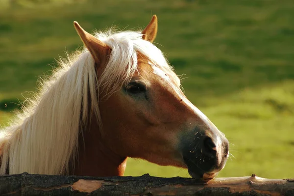 Autumn Sun Still Stronger Thought Can Seen Glare Found Horse — Stock Photo, Image