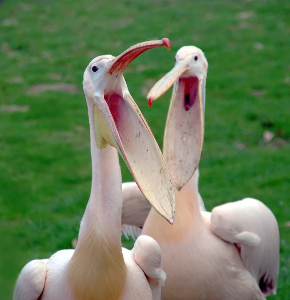 Uccello Pellicano Con Becco Lungo — Foto Stock