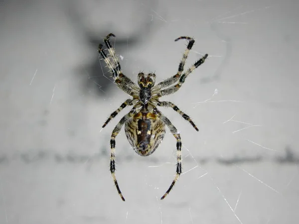 Pók Állat Ijesztő Rovar — Stock Fotó