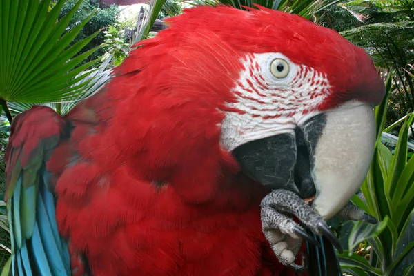 Hijo Selva — Foto de Stock