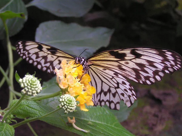 Бабочка Цветке Бабочка Насекомое Природе Флора Фауна — стоковое фото
