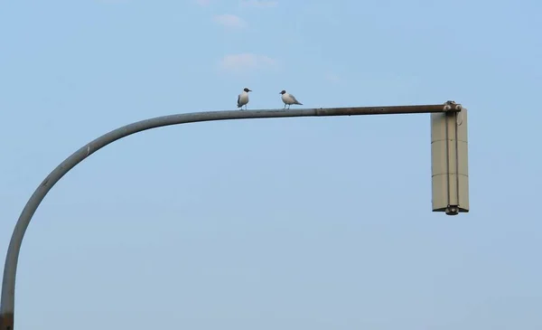 Vue Panoramique Bel Oiseau Nature — Photo