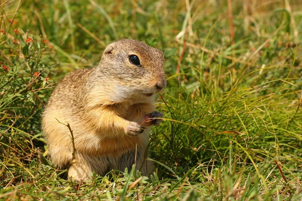 Ardilla Tierra Roedor Marmotini — Foto de Stock