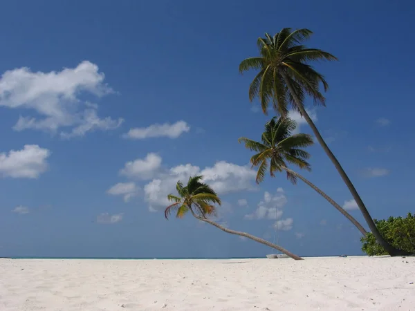 Maldivas Palmas Playa Isleñas — Foto de Stock