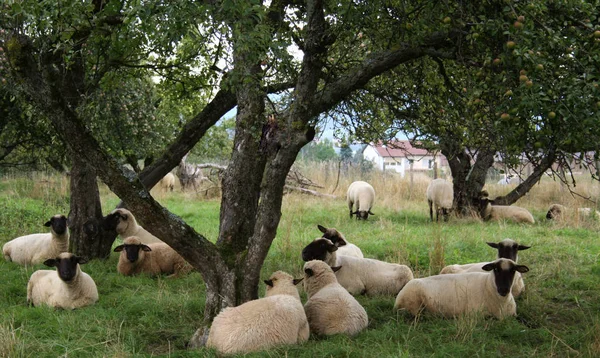 Ovelhas Pasto — Fotografia de Stock