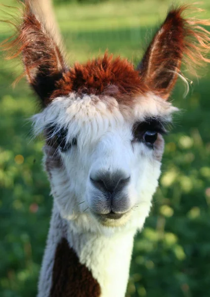 Lustiges Alpaka Tier Wildtiere Säugetier — Stockfoto