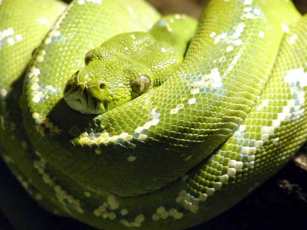View Majestic Wild Python Snake — Stock Photo, Image