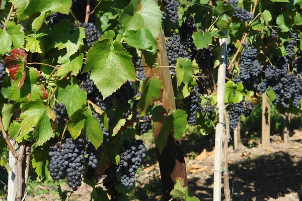 Vigne Vignoble Rural Grappes Raisins — Photo