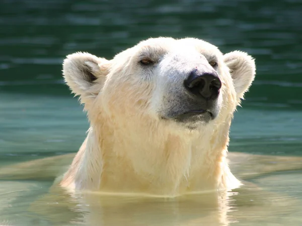 Närbild Djur Zoo — Stockfoto