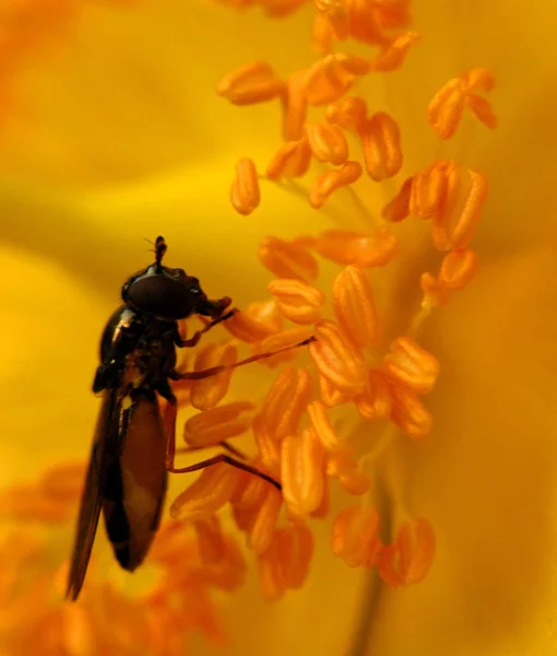 Mooie Bloeiende Bloemen Natuur Achtergrond — Stockfoto