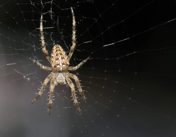 Spindelnät Insektsfälla — Stockfoto