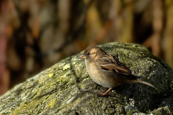 Vue Panoramique Mignon Oiseau Moineau — Photo