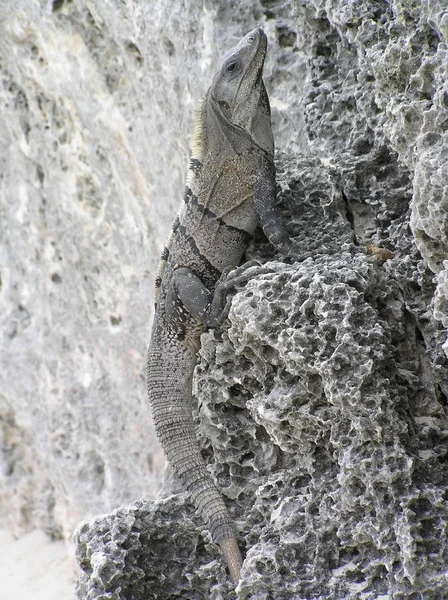 Perto Lagarto Habitat Conceito Selvageria — Fotografia de Stock