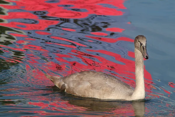 Vista Panorámica Los Cisnes Majestuosos Naturaleza —  Fotos de Stock