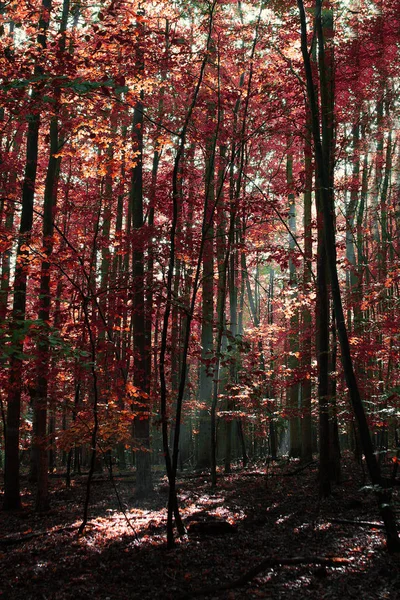 美丽的森林风景 — 图库照片
