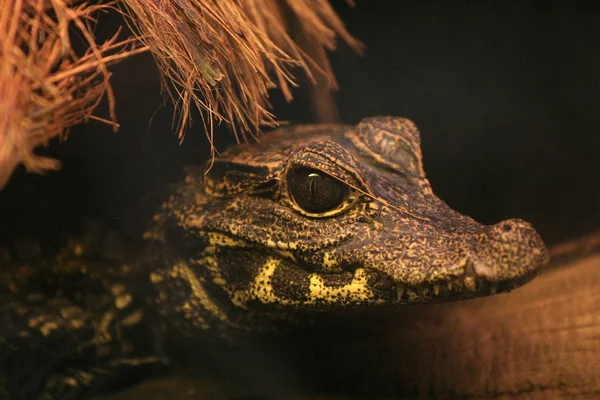 Крокодилы Опасные Рептилии — стоковое фото