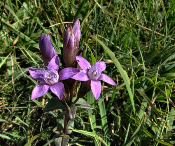 Les Premières Fleurs Printanières Gros Plan Nature — Photo