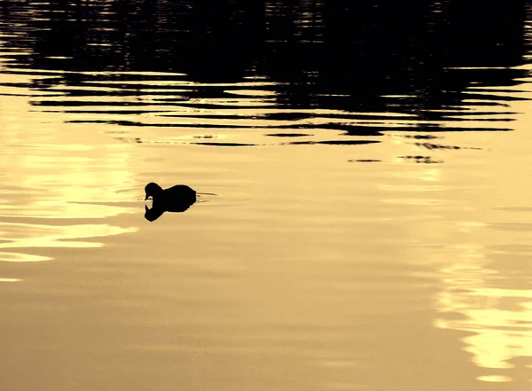 Scenic View Beautiful Bird Nature — Stock Photo, Image