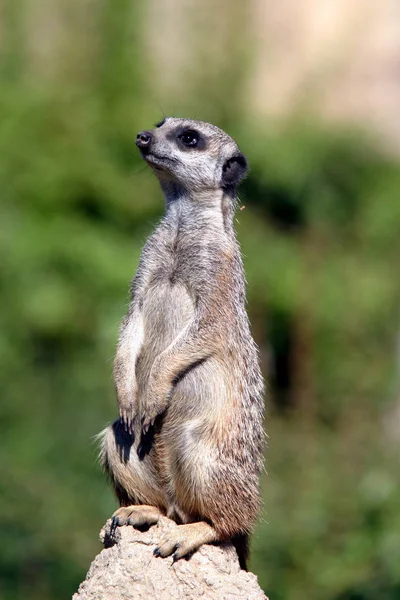 Meerkat Suricate Ζώο Στη Φύση — Φωτογραφία Αρχείου