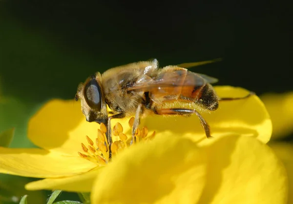Three Pairs Legs Honeybee Specialize Whereas Pair Legs Stock Picture