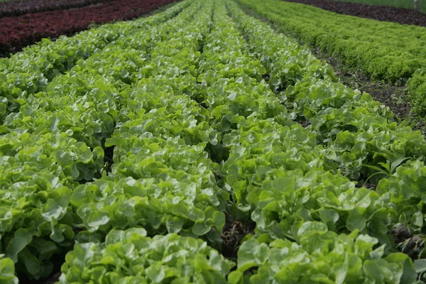 Salatfelder Landwirtschaftliche Pflanzen — Stockfoto