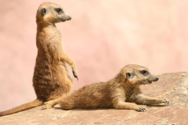 Primo Piano Degli Animali Allo Zoo — Foto Stock