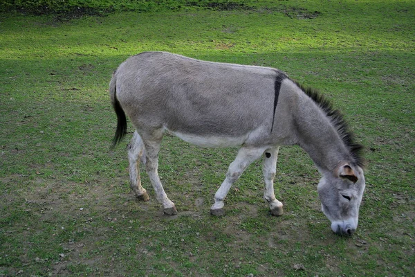 Osel Farmář Zvíře Koňovití — Stock fotografie