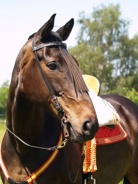 Horses Outdoors Daytime — Stock Photo, Image