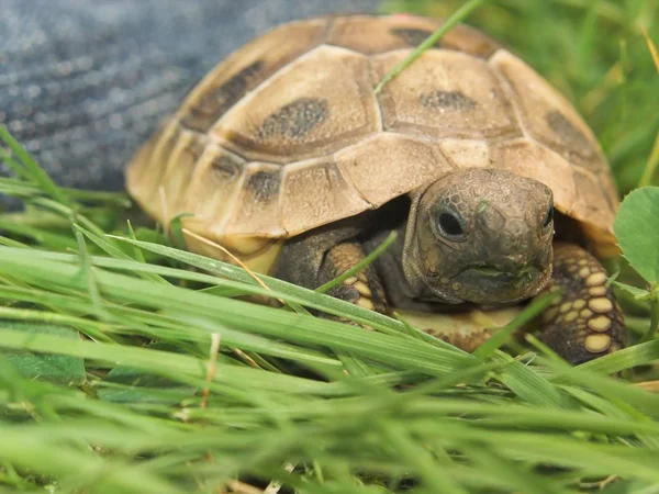 Sköldpaddor Djur Natur Fauna — Stockfoto