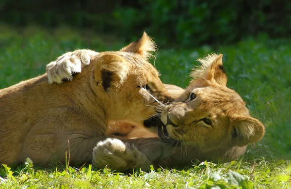 Scenic View Young Animals — Stock Photo, Image