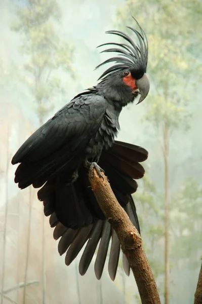 Palm Cockatoo N68Cm Μήκος Λεπίδας Nmale — Φωτογραφία Αρχείου