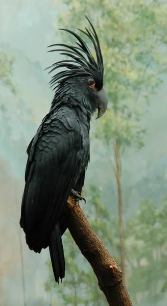 Живописный Вид Красивого Попугая Природе — стоковое фото
