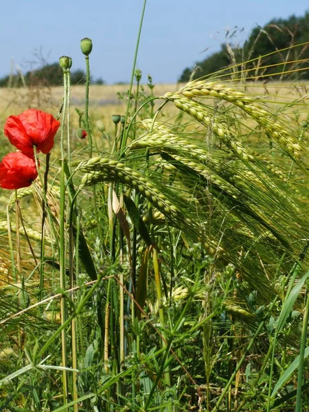 Close Uitzicht Mooie Wilde Papaver Bloemen — Stockfoto