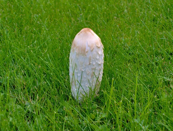 Growing Mushrooms Forest Nature Background — Stock Photo, Image